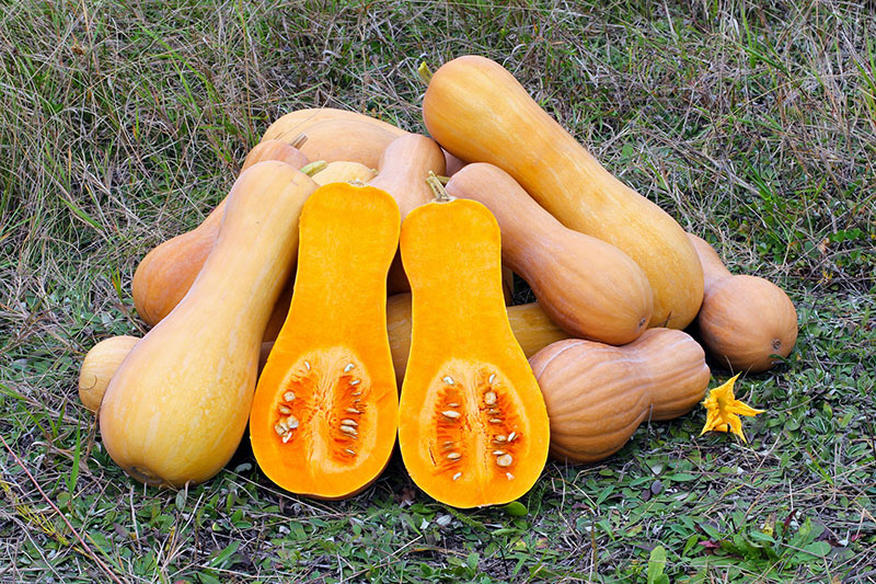 Butternut squash Butternut squash