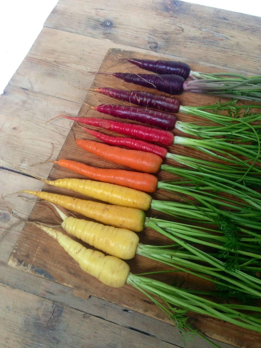 Rainbow carrots